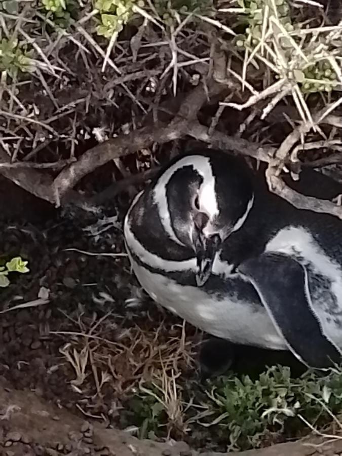 Appartamento Veredas Al Sol Puerto Pirámides Esterno foto